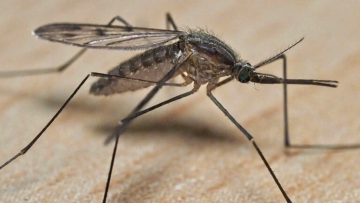 CHIKUNGUNYA