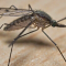 CHIKUNGUNYA