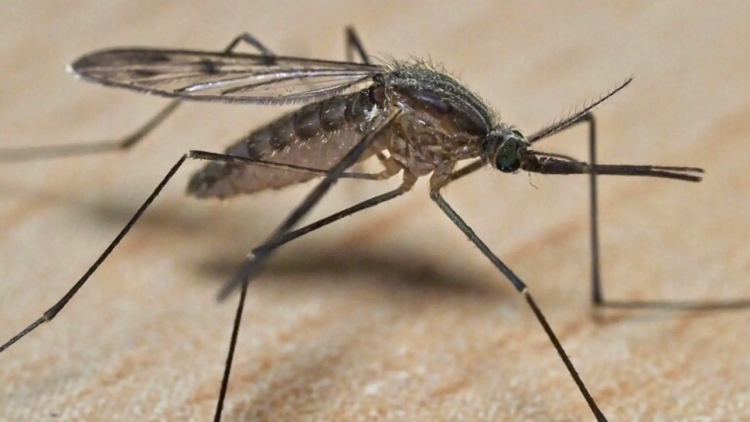 CHIKUNGUNYA